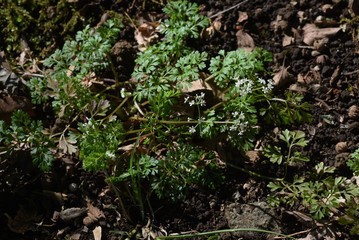 Osmorhiza aristata is a perennial apiaceae that grows in the shade of a tree and has white florets.