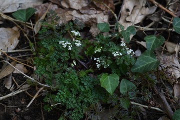Osmorhiza aristata is a perennial apiaceae that grows in the shade of a tree and has white florets.