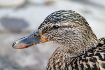 Dappled brown female hen duck bird close-up