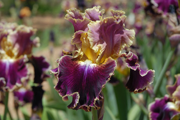 Tall bearded iris, Montmartre