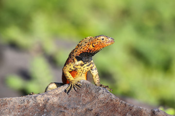 Male Hood lava lizard on Espanola Island, Galapagos National park, Ecuador