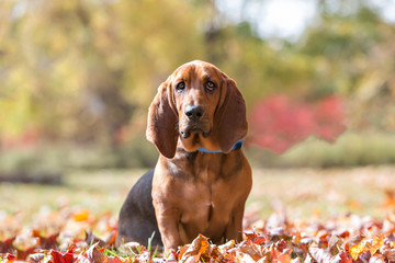 Basset Hound sitting 