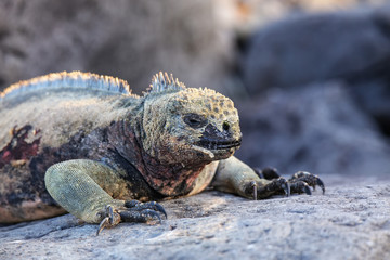 Close view of marine iguana on Espanola Island, Galapagos National park, Ecuador