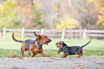 Two Basset Hounds Playing