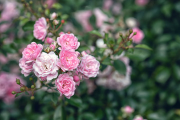 Fototapeta premium Pink blooming rose flowers in bush in green summer garden