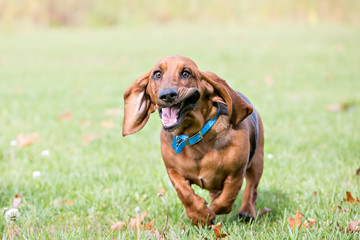  Basset Hound Running