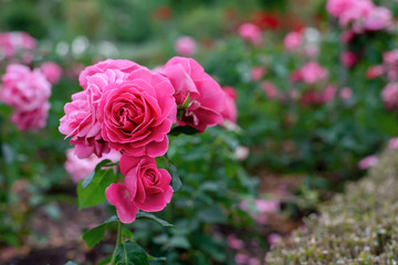 Pink blooming rose flowers in bush in green summer garden