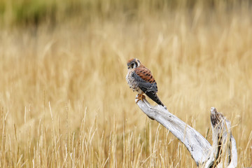 American kestrel sitting on a tree stump