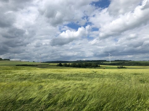 Ein Feld vor der Ernte mit H&uuml;geln und Winrad im Hintergrund in der Eifel bei Cochem unter blauem Himmel  - bew&ouml;lkt aber trocken