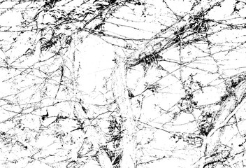 Abstract capillary texture. Ivy branches on a wall.