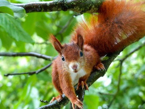 Eichh&ouml;rnchen auf der suche nach n&uuml;ssen