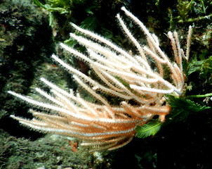 Underwater