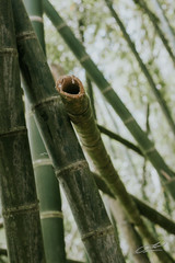 guaduas