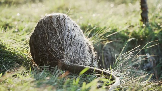 Nutria close-up at the lake. Mustache wiggles and sniffs. Blurred background of the river 