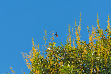 Hummingbird Feeding on a Vochysia divergens Tree flower