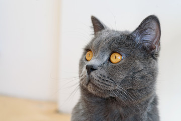 close up portrait of British shorthair cat, on white background