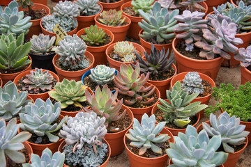 Succulents cactus for decoration