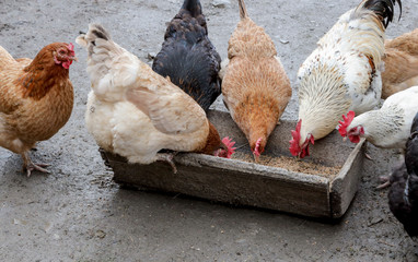 A group of free range chickens eating outside on a farm