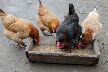 A group of free range chickens eating outside on a farm