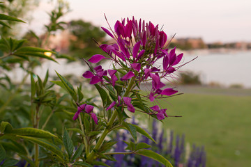 flowers in garden