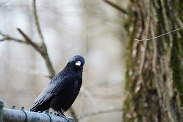 A carrion crow (Corvus corone) staring at the camera