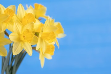 Bright spring yellow daffodils on blue background, floral background. Copy space