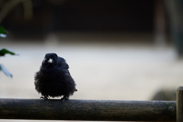 Obraz na płótnie Canvas A young carrion crow (Corvus corone) ruffling on a wooden balcony rail