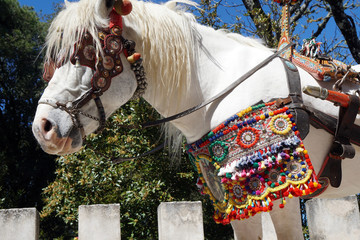 white horse decorated I the traditional way of Sicily 