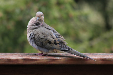 Fluffy mourning dove turning head