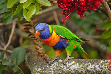 Rainbow Lorikeet at Royal Botanical Gardens