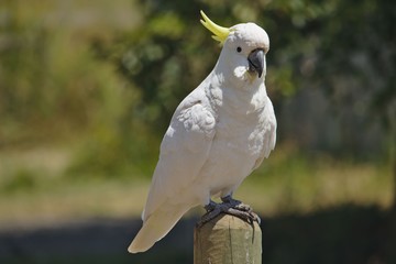Cockatoo sitting on post