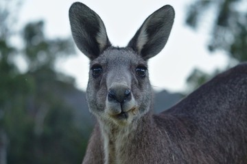 Kangaroo looking at camera