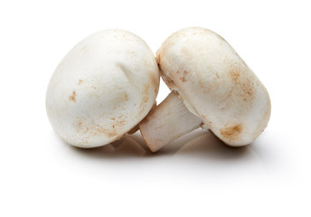 Mushroom Isolated on White Background