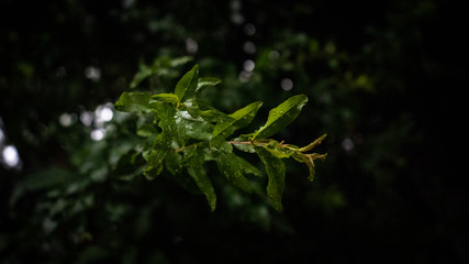 detalle de plantas en la lluvia con gotas