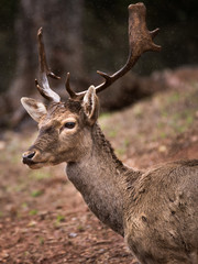 Retrato de ciervo salvaje