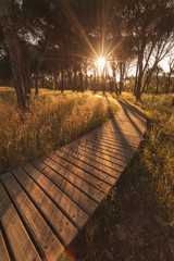 Camino en el bosque al atardecer