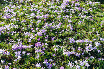 Foto von Krokusse in Garten auf der Wiese