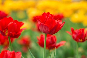 Obraz premium Red tulips on the field. Bright spring flowers.