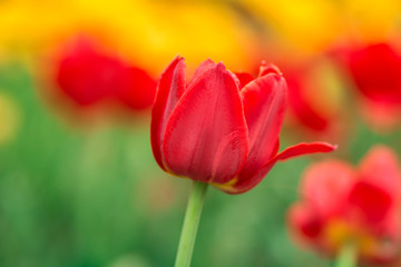 Red tulips on the field. Bright spring flowers.