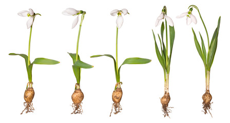 Set of snowdrop isolated on white background. Spring flower with roots and bulb