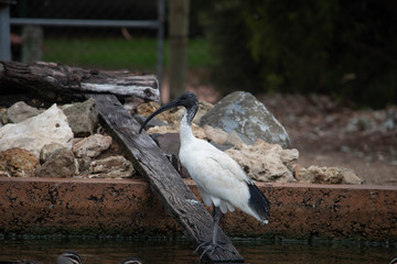 Fototapeta premium Black and white Ibis
