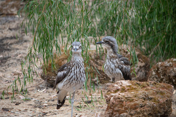 Wild Australian Curlew