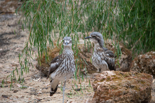 Wild Australian Curlew