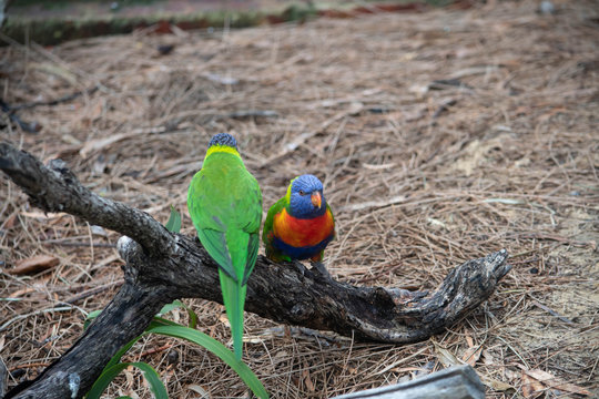 Rainbow lorakeet