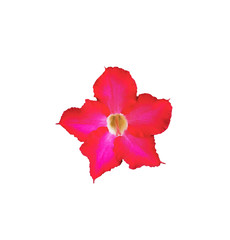 Obraz na płótnie Canvas Freshness bright red of adenium obesum flower on white background. Single beautiful flower with Common names Sabi star, kudu, mock azalea, impala lily and desert rose