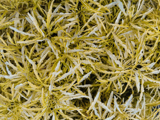 Beautiful and fresh golden leaves of Euodia ridleyi plants for background and wallpaper. Top view of Natural plants landscape