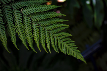 Verde natural 