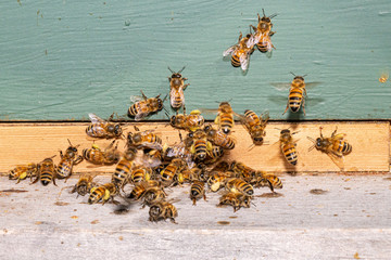 Urban honeybee colony - Apis mellifera