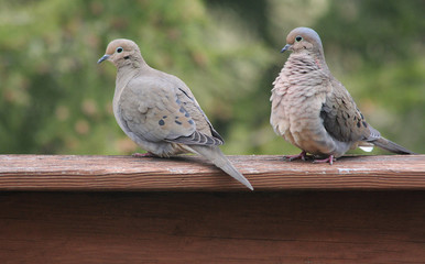 2 mourning doves in profile perched on deck railing