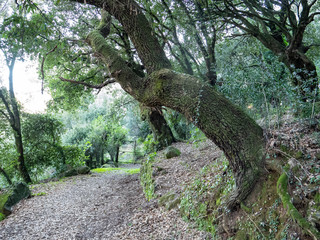 the  famous park of san leonardo in sardinia,italy